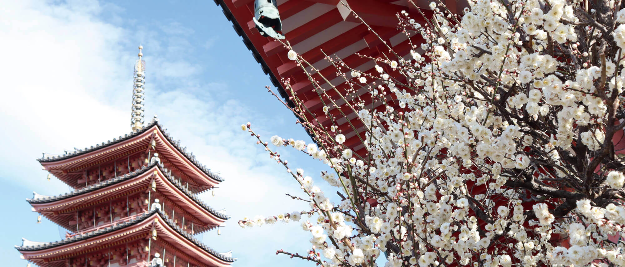 恵日山 観音寺(津観音)